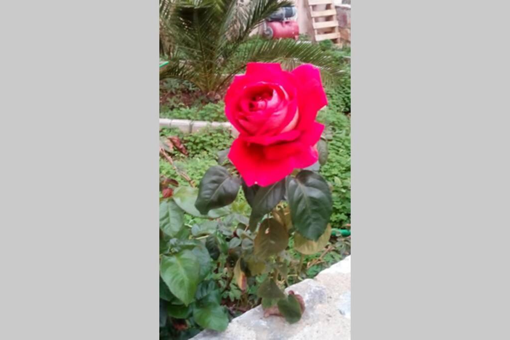 Meandros Apartment Garden View Skopelos Exterior foto